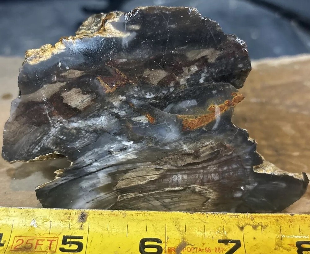 Silver Creek Junction Petrified Wood