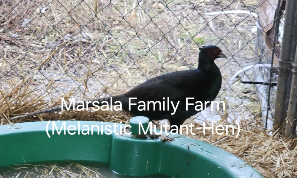 12 Melanistic Mutant Pheasant Hatching Egg Please read full description