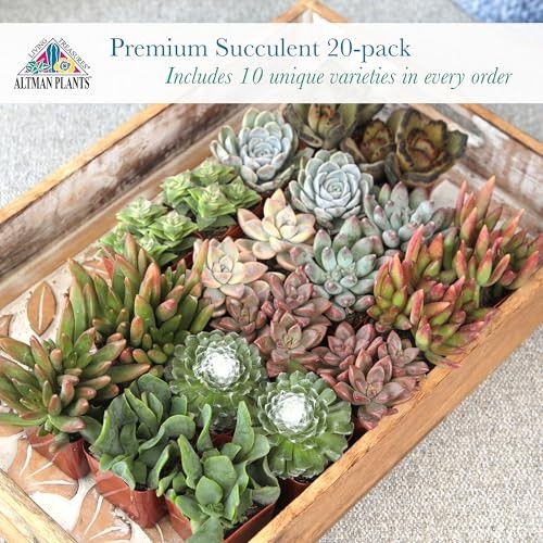 Altman Plants, Live Succulent Plants (20 Pack) Assorted 20-PACK, Multicolor