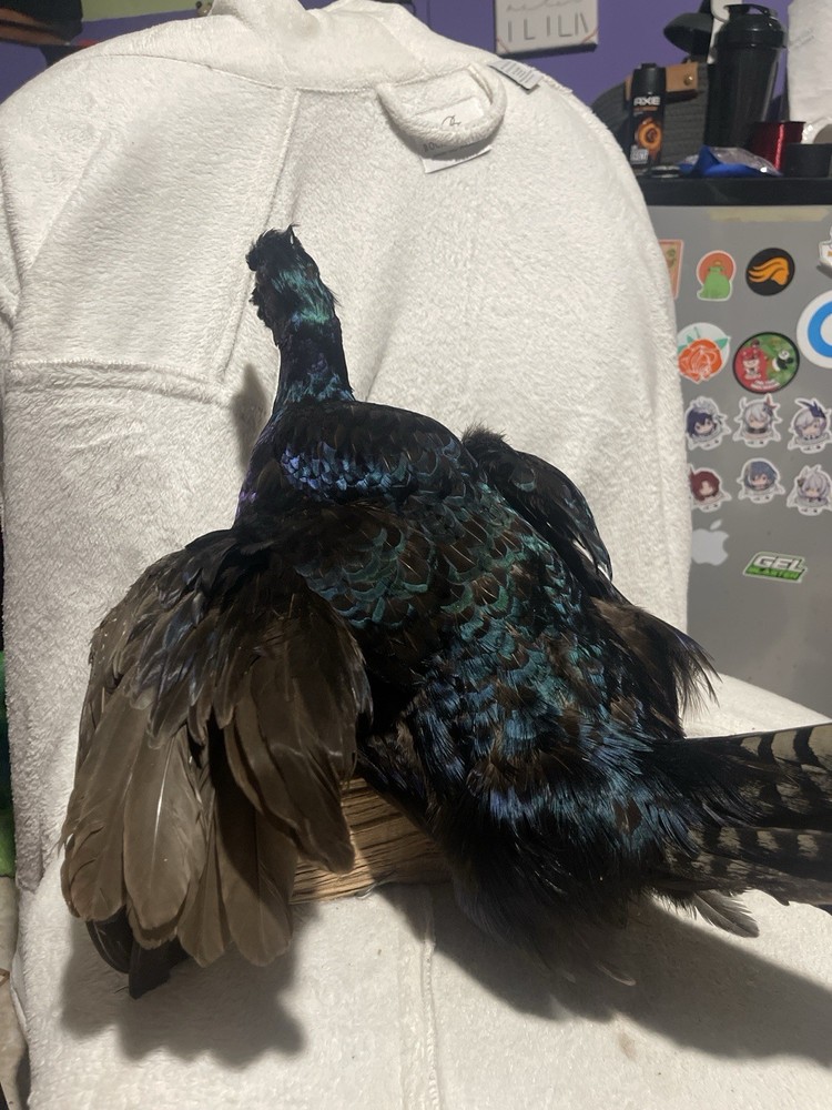 Pheasant Taxidermy