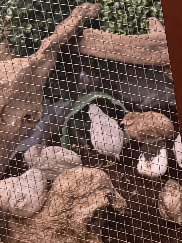 Button Quail hatching eggs