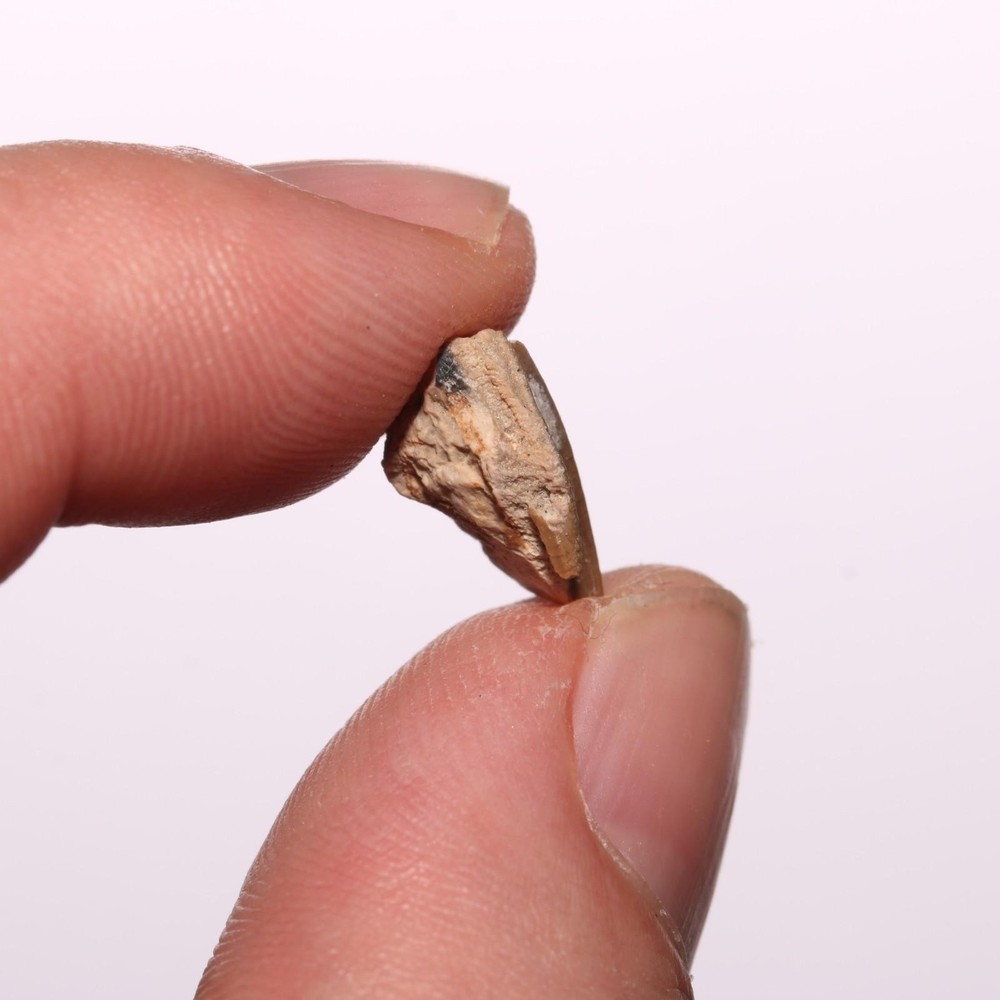 Edmontosaurus Tooth Authentic Dinosaur - Hell Creek Formation Cretaceous - GREAT