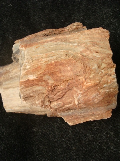 petrified wood lot 5 pieces
