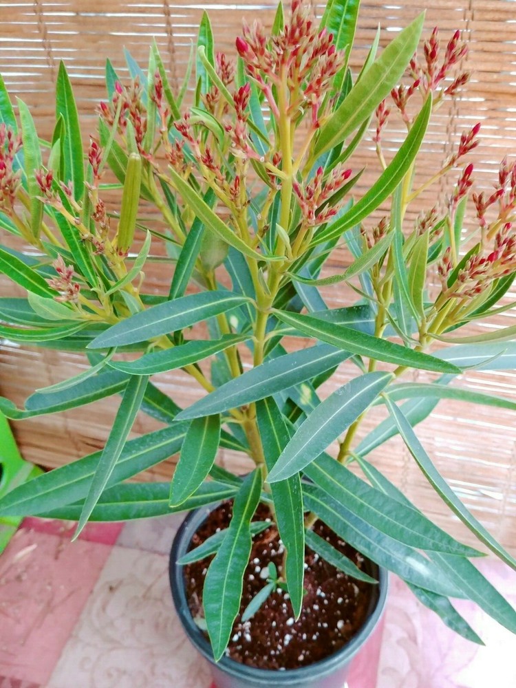 Oleander Live Plants