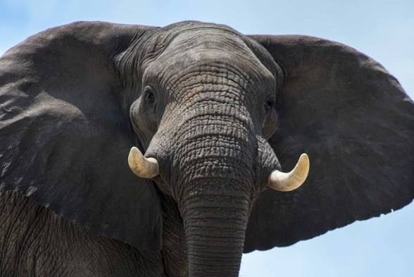 EnglesGenuine African EAR