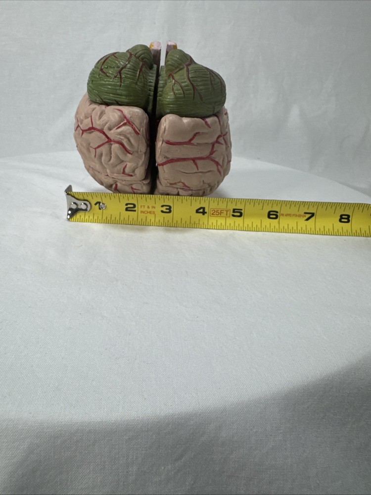 Anatomically Accurate 8 Part Human Brain Model Anatomy Science Teaching Medical