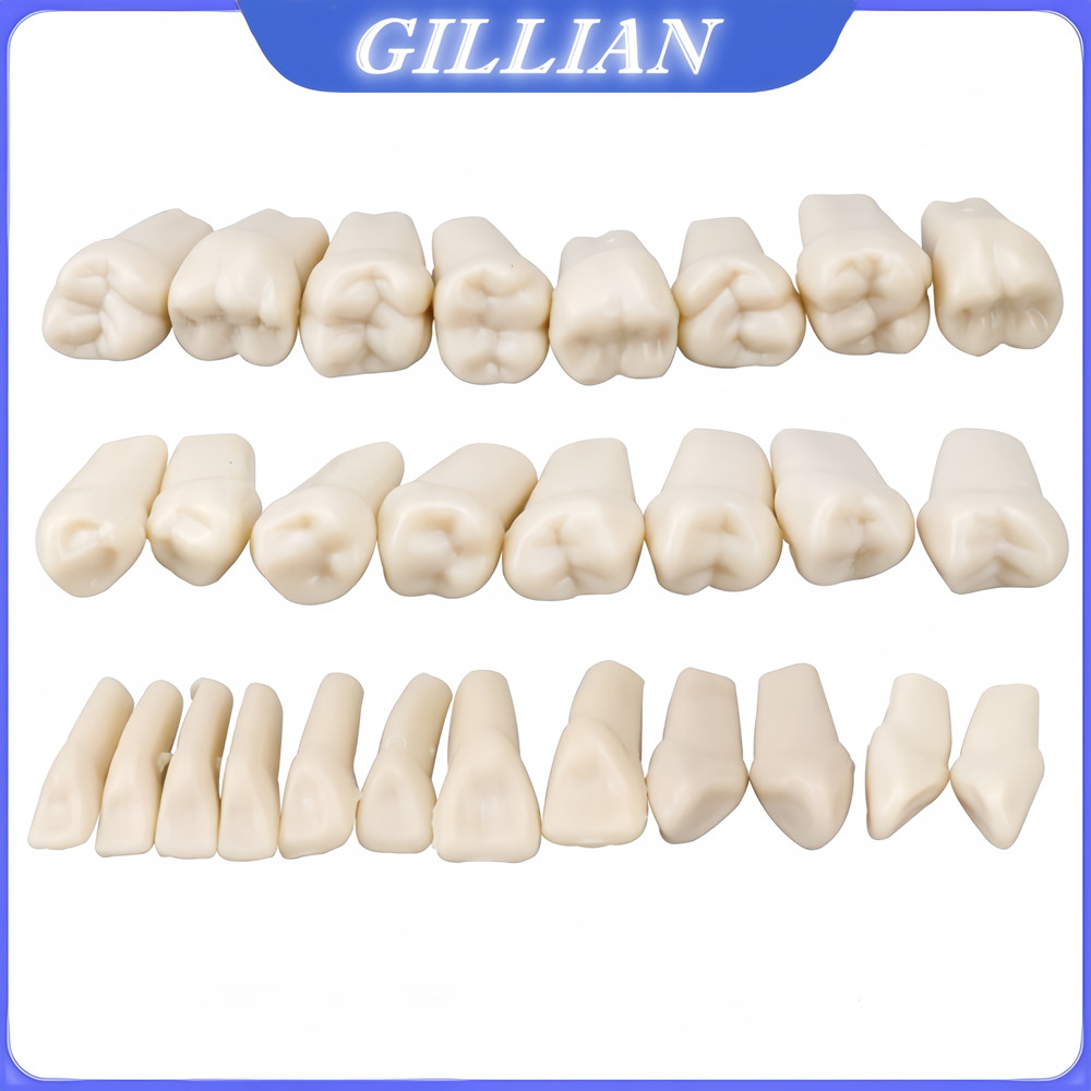 Dental Replacement Screw-in Teeth Typodont Model Practice Removable Tooth Models