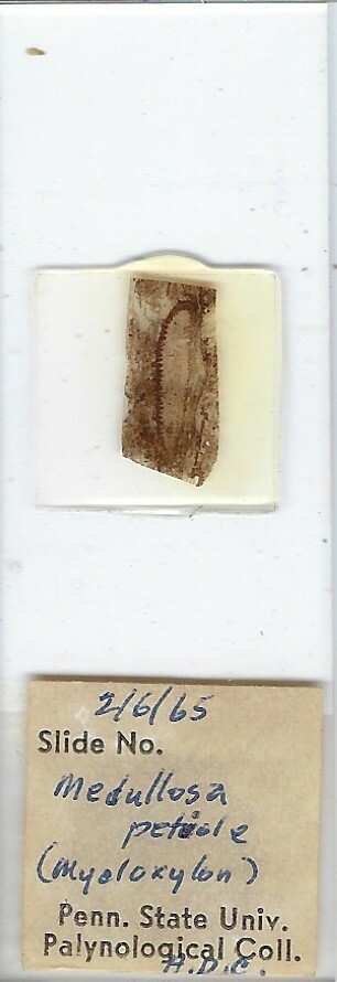 Medullosa Petiole (Coal Fossil) Microscope Slide