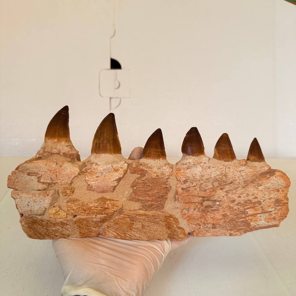 Mosasaurus Jaw Fragment with Teeth – Authentic Fossil Display Piece