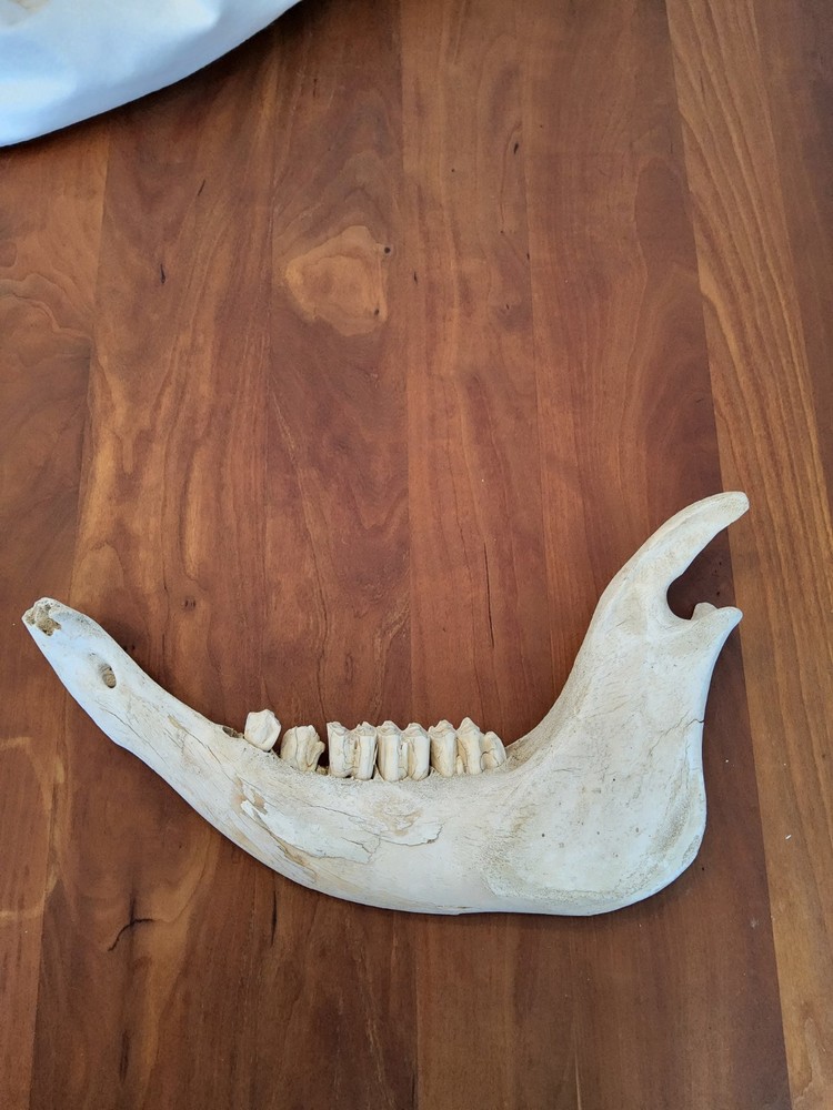 Moose Jaw Bone 50 Years Old