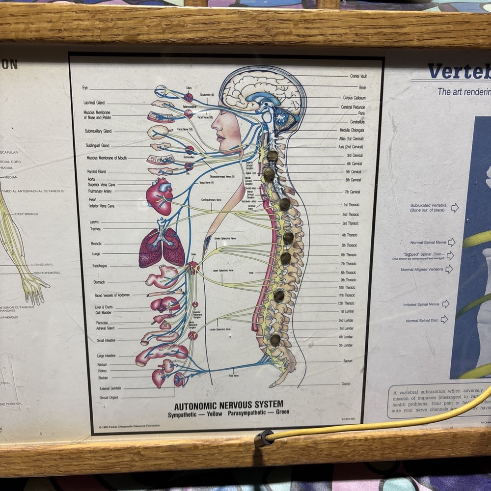 Autonomic Nervous System Light box