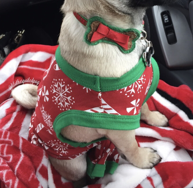 christmas pajamas for dog