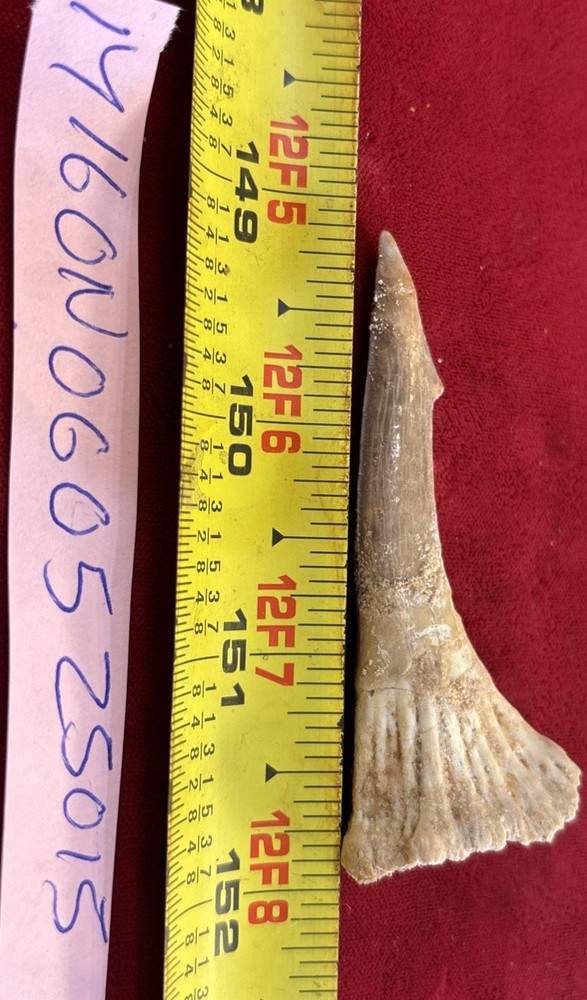 Dinosaur fossil tooth extinct onchopristis Cretaceous 3”
