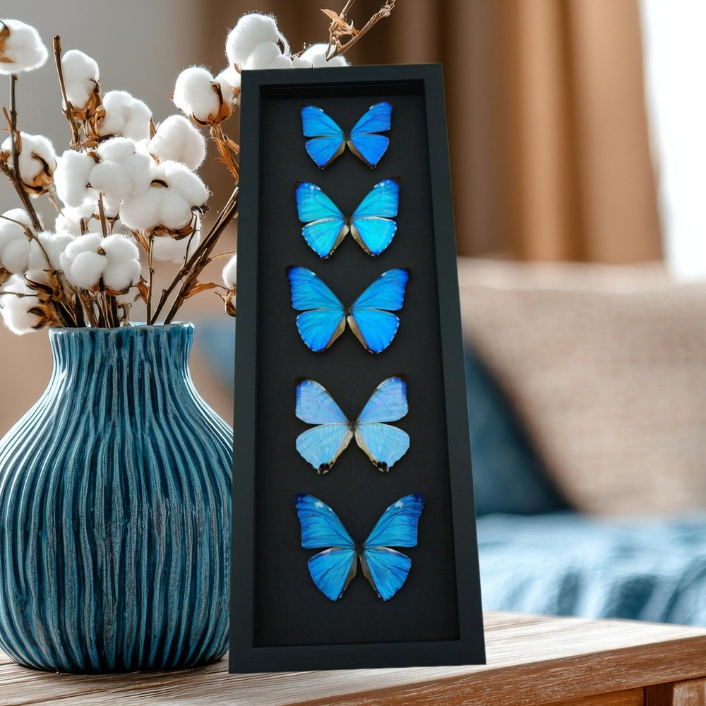 Framed Blue Morpho Butterfly Collection: Moonlight Display (6.5″ x 18″)
