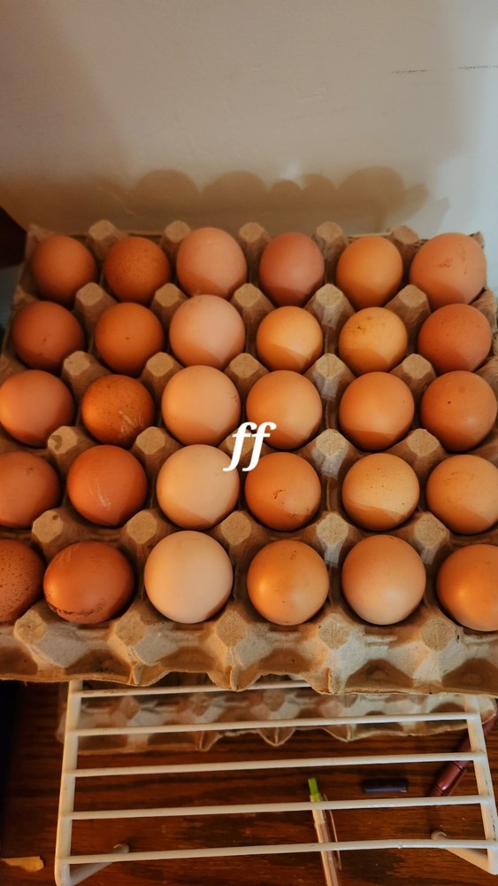 18 Nacked Neck Chicken Hatching Eggs