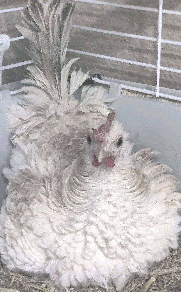 6+ Serama Hatching Eggs. Smooth and frizzle