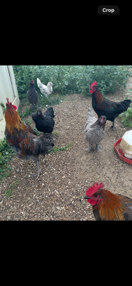 15 Rainbow Hatching Eggs from FREE RANGE CHICKENS