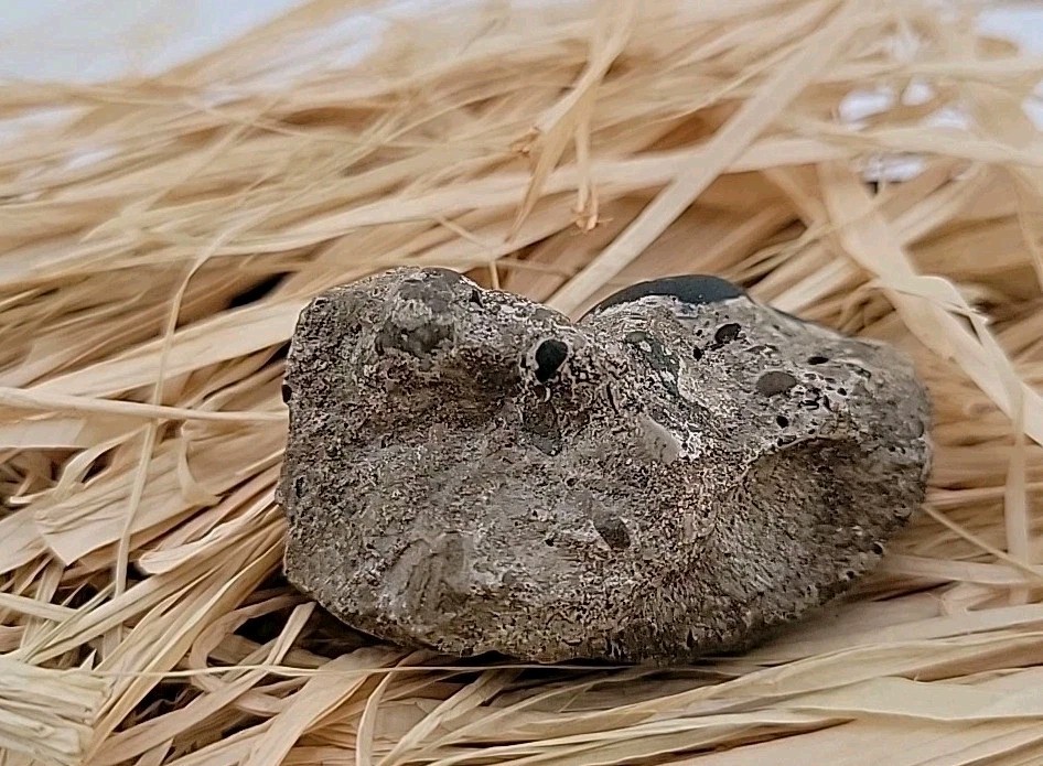 Egg Fossil Reptile Permineralized Compression Fossil