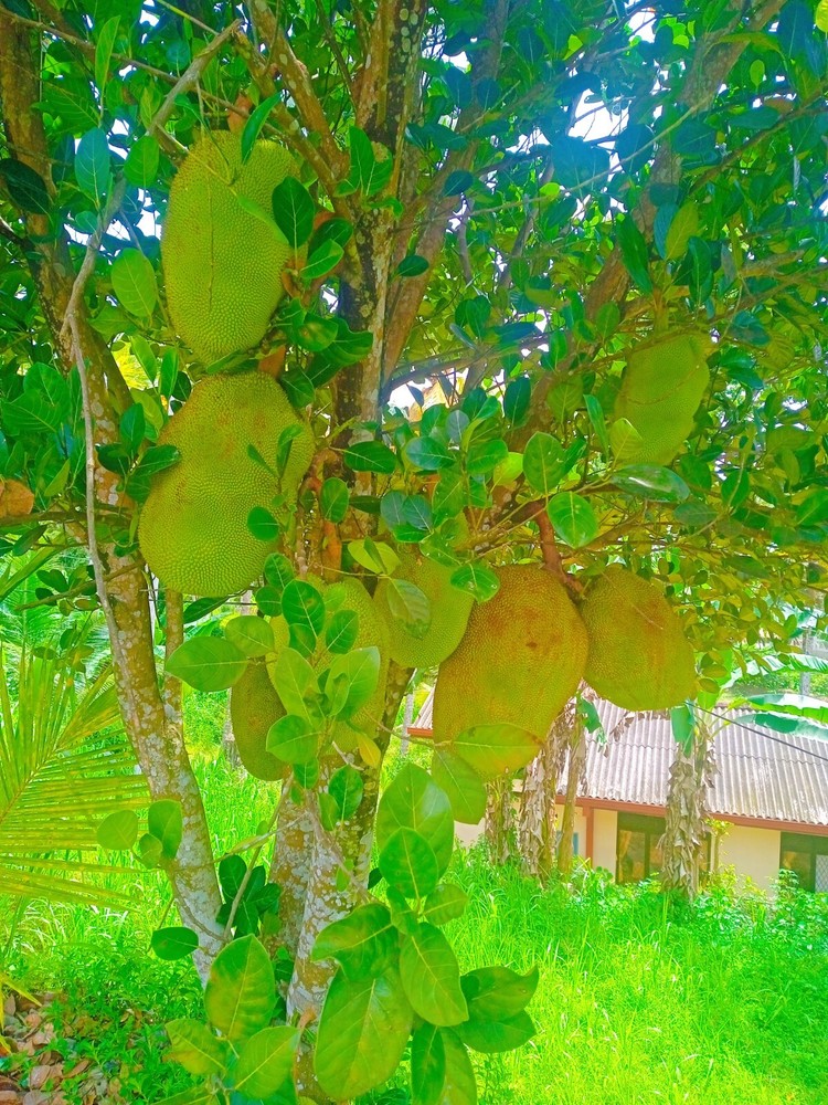 Ceylon dried natural jack fruit leaves organic 50pcs pack