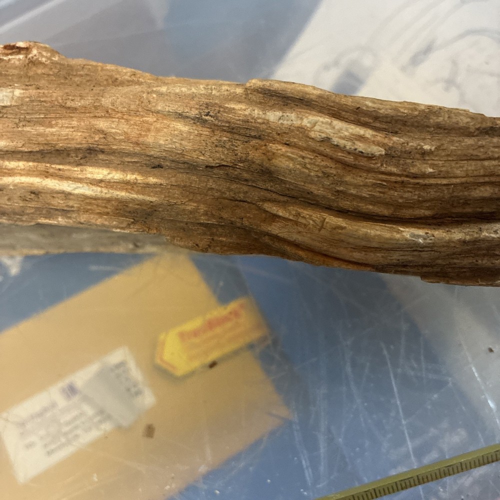 petrified wood rough