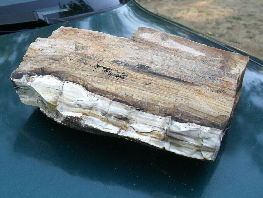 Petrified Wood Display Specimen 10.5 lbs, WA state