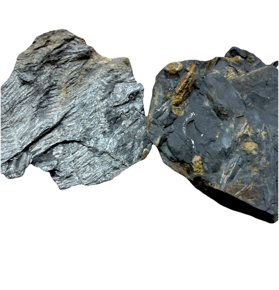 Fern Seed Pod Fossils (Pteridospermatophyta)