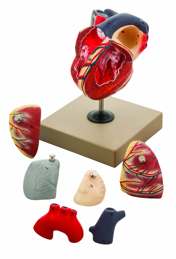 Eisco Human Heart Model, Hand Painted - 7 Parts