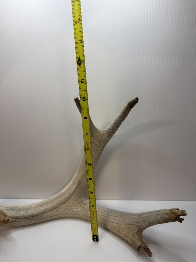 2 Animal Antlers Unknown Animal