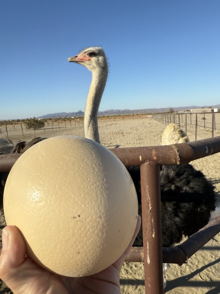 Ostrich Egg (eating)