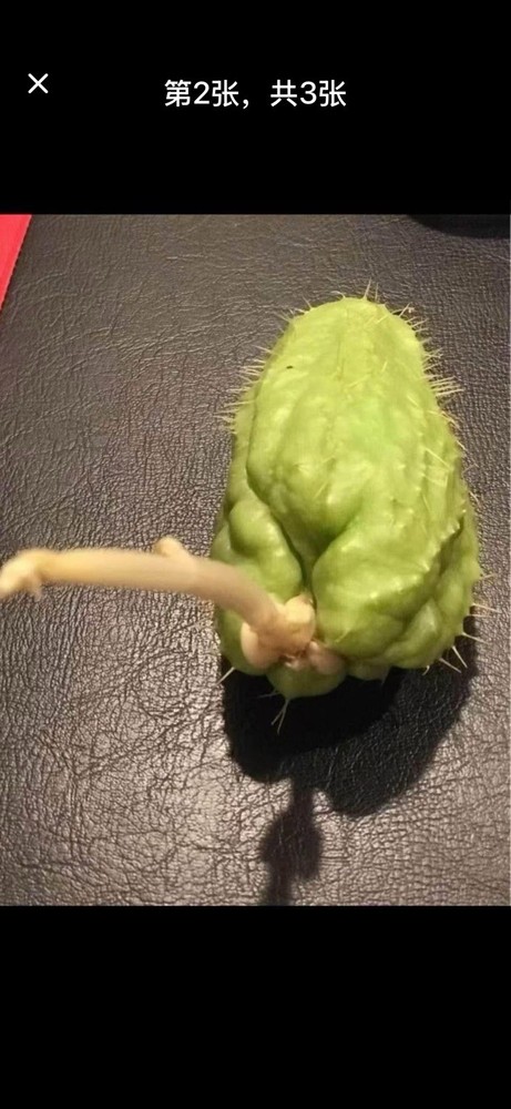 Chayote starting plants
