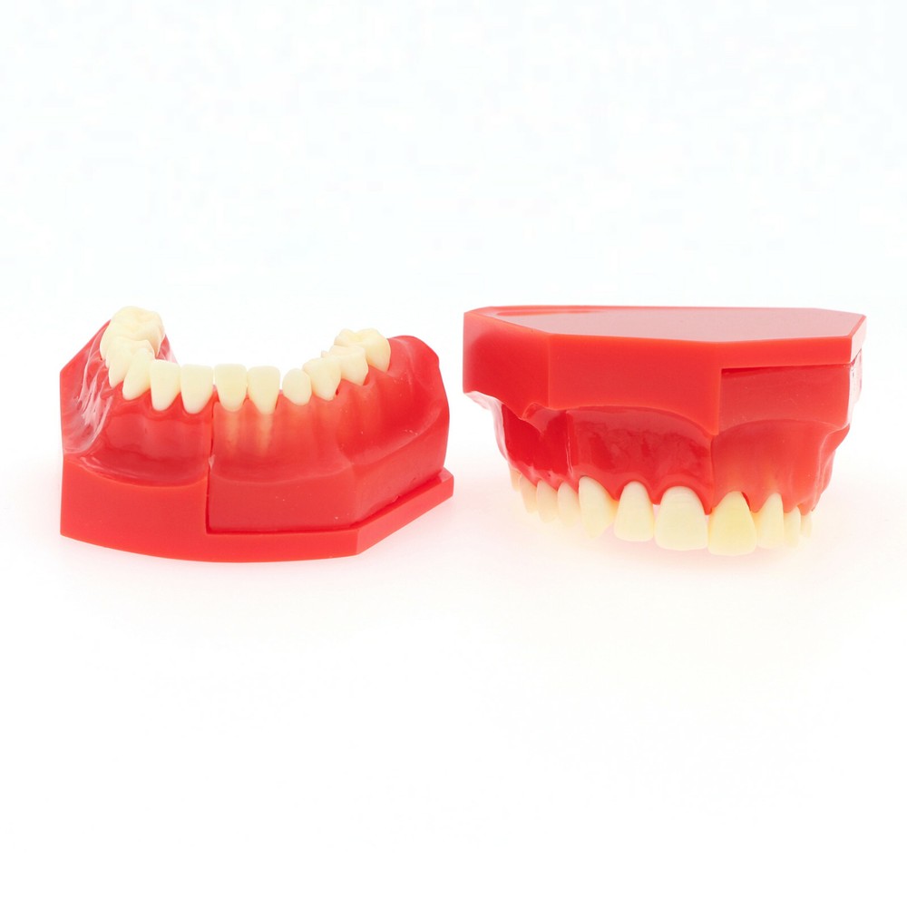 Dental Teeth Permanent Tooth Alternate Demonstration Study Teach Model M7013