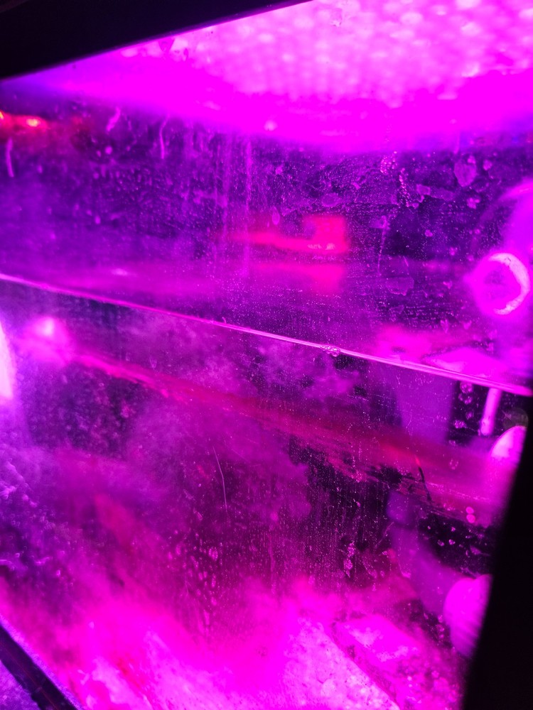 BULK 10 Cup Chaetomorpha Macro Algae Super Chaeto FEDEX 2 Days ! 4