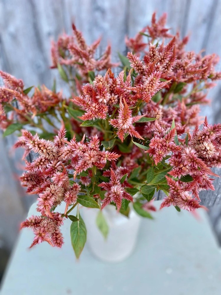 Celosia Celway Terracotta (10) Live Plants Plugs