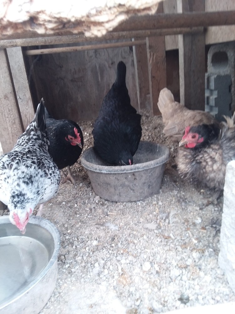10+ Fertile Serama Chicken Hatching Eggs
