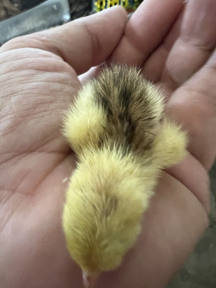 12+ Tuxedo Coturnix Hatching Eggs By Buddy’s Hatchery