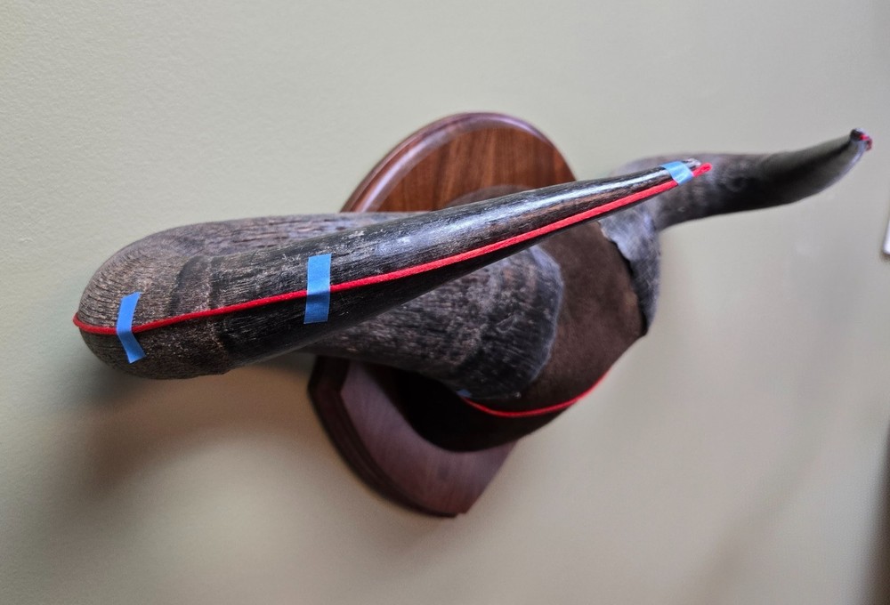 Plaque Mounted Blue Wildebeest Horns