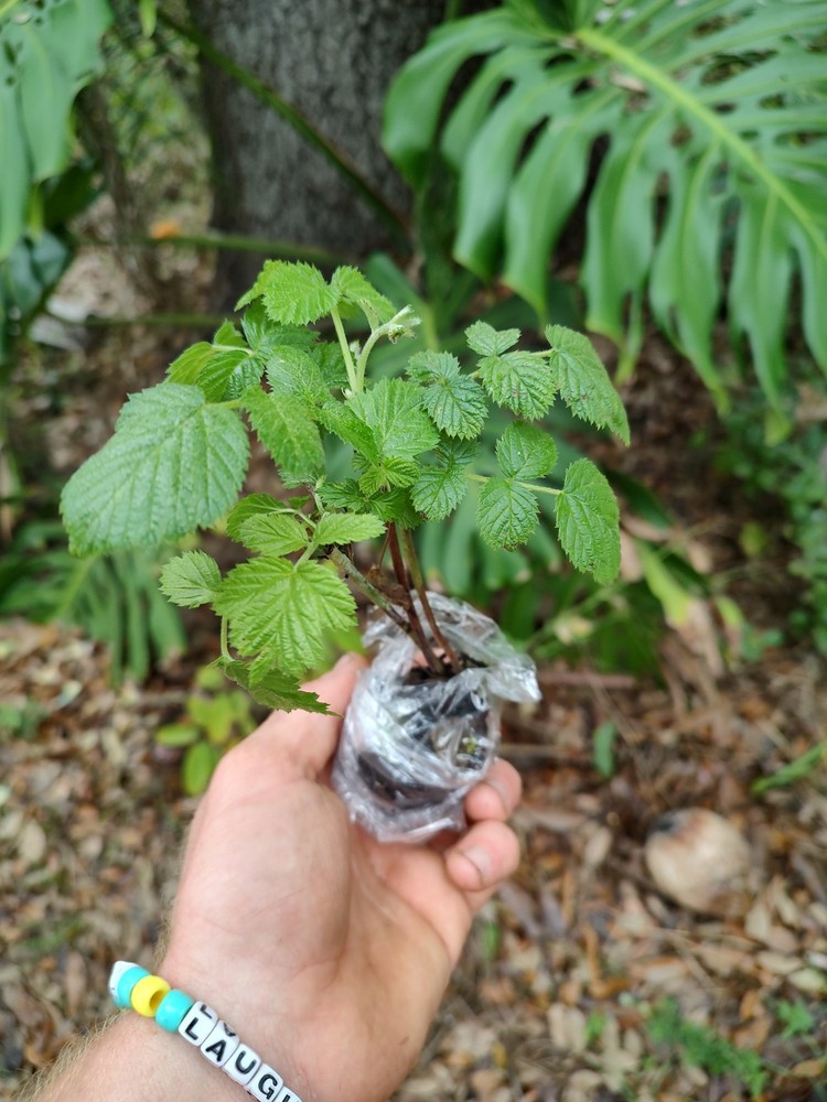 Mysore Raspberry Starter Plant.