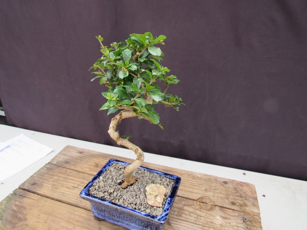Fukien Tea Bonsai Tree - Small Curved Trunk Style