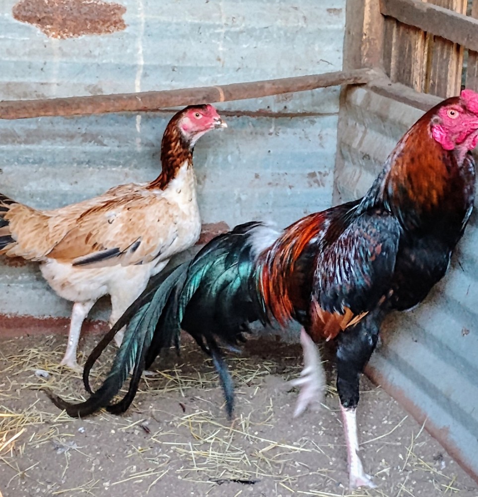 6 Black and Red longtail Chicken hatching eggs L@@K!