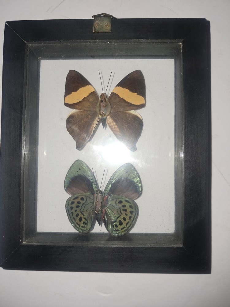 Butterflies: Colobura Dirce; Asterope Leprieuri, 1 frame