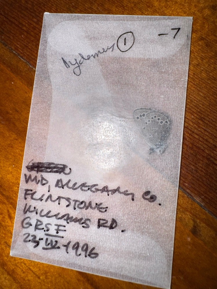 JSRL - SILVERY BLUE BUTTERFLY - Glaucopsyche lygdamus 1