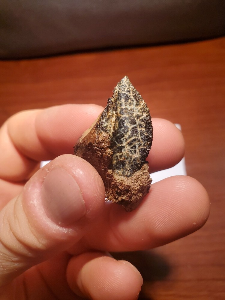 Triceratops Tooth (Unworn!) - 3
