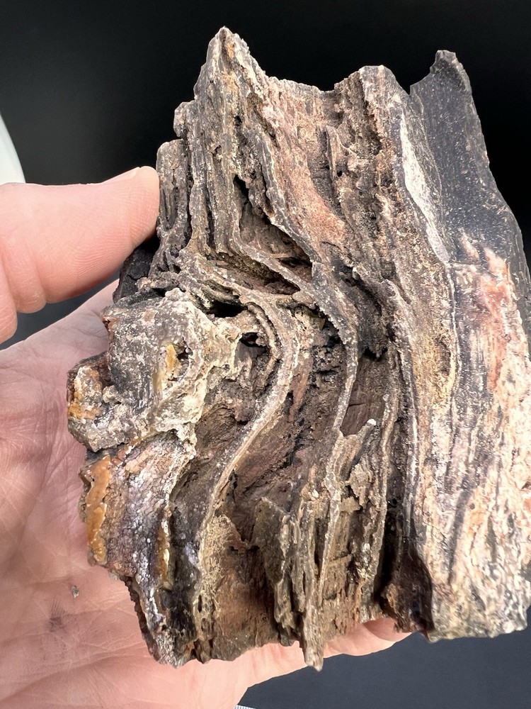Ball Ranch Petrified Wood D3