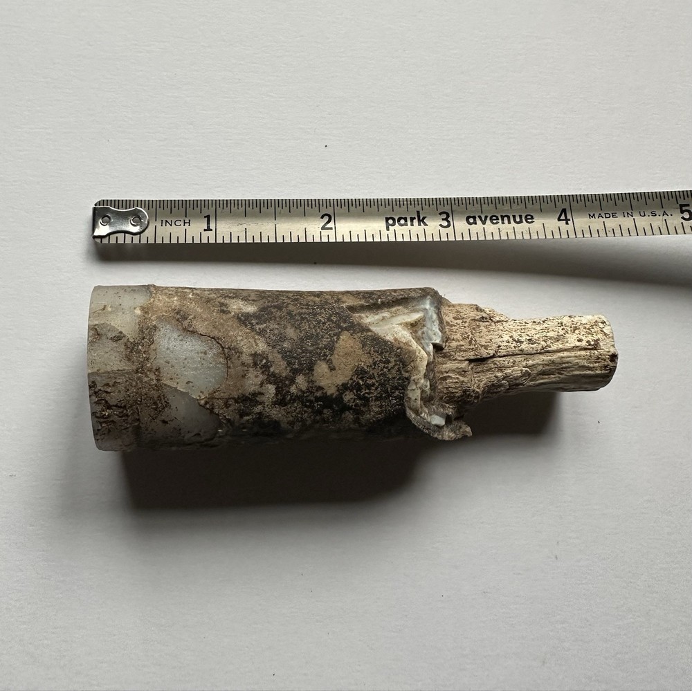 Fossilized Petrified Wood Limb Cast Branch Segment Approx. 4 Inch