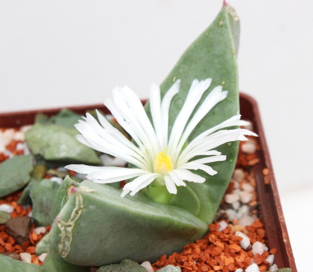 Conophytum herreanthus rex seeds 20 pcs