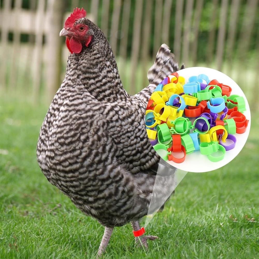 100-Pack Multi-Color Chicken Leg Bands