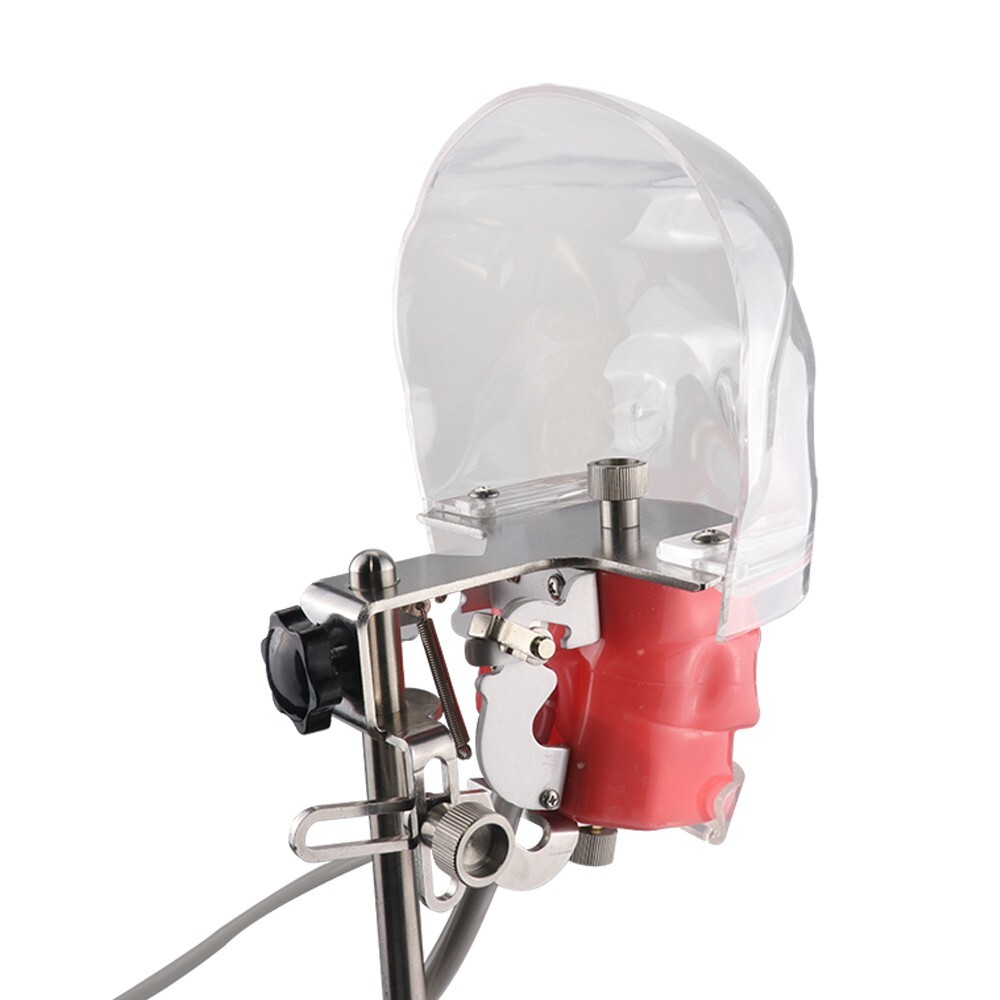 Dental Simulator Mannequin Head Teeth Model Teaching Practicing Head Mold desk