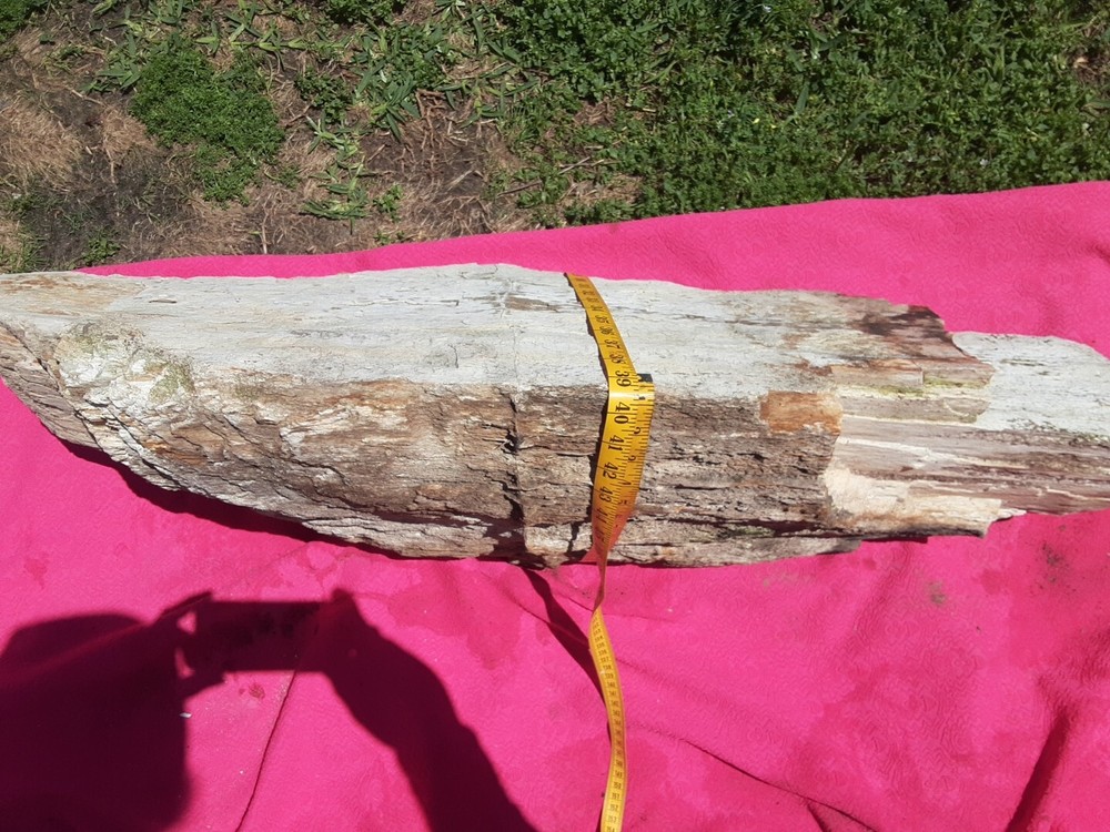 PETRIFIED LOG