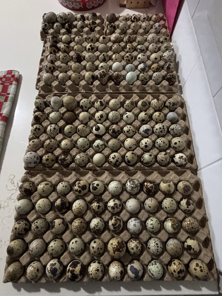 Fertile quail eggs🐣 from farm in texas🇺🇸