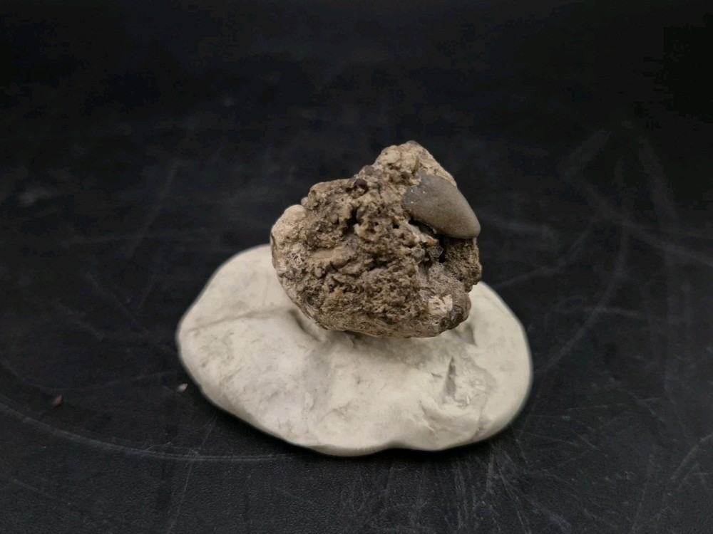 Real Fossil Dinosaur Egg Embro Permineralized Uv Reactive